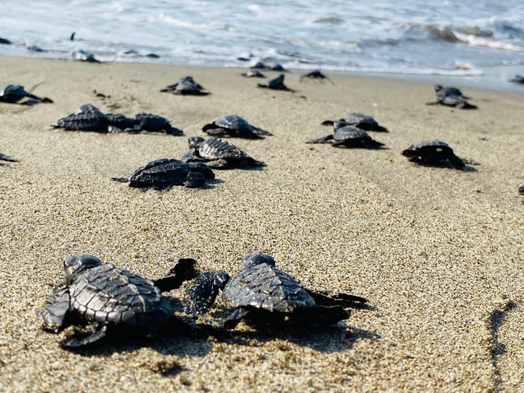 En las playas michoacanas, el Tortufest 2022