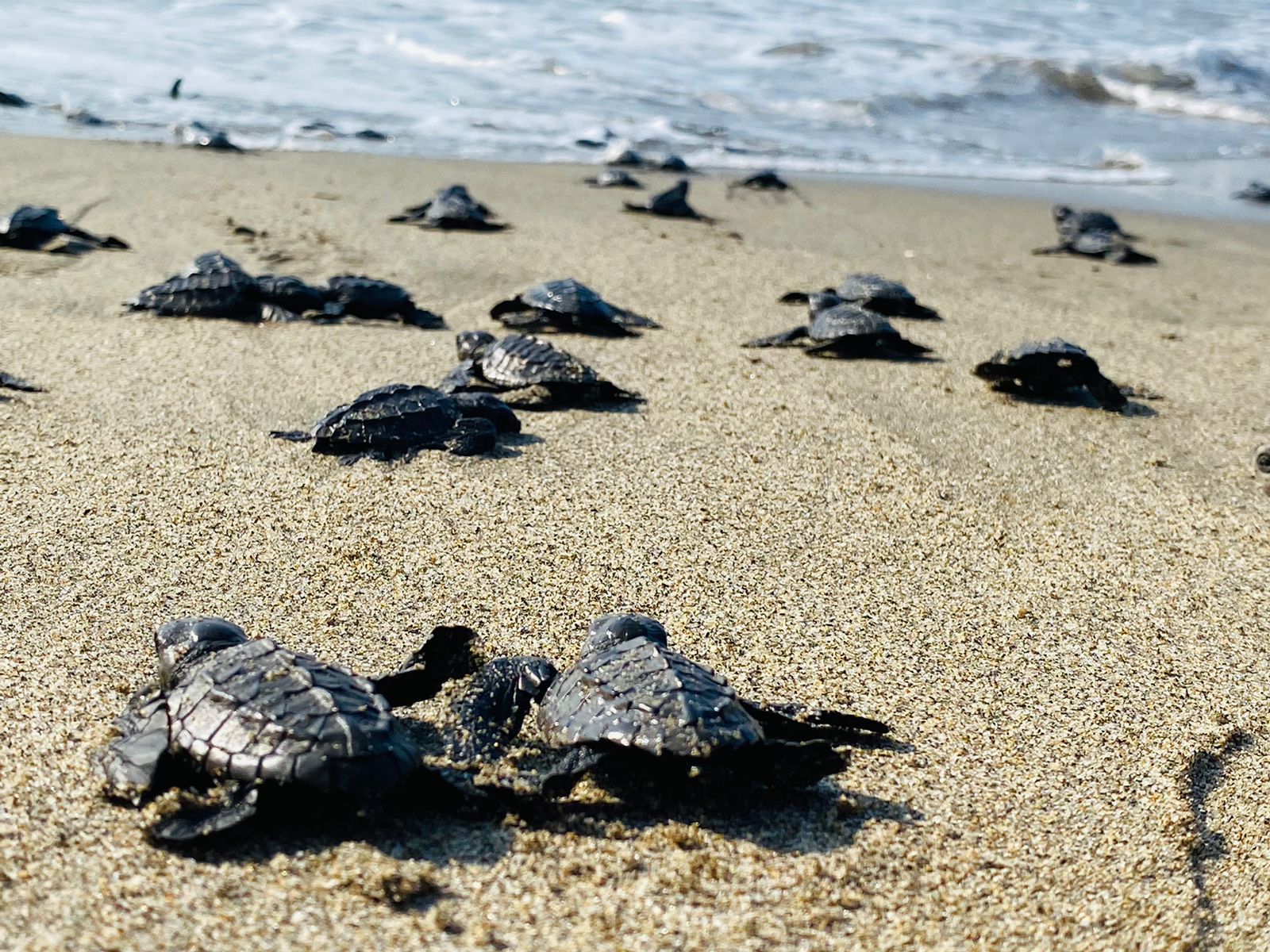 En las playas michoacanas, el Tortufest 2022