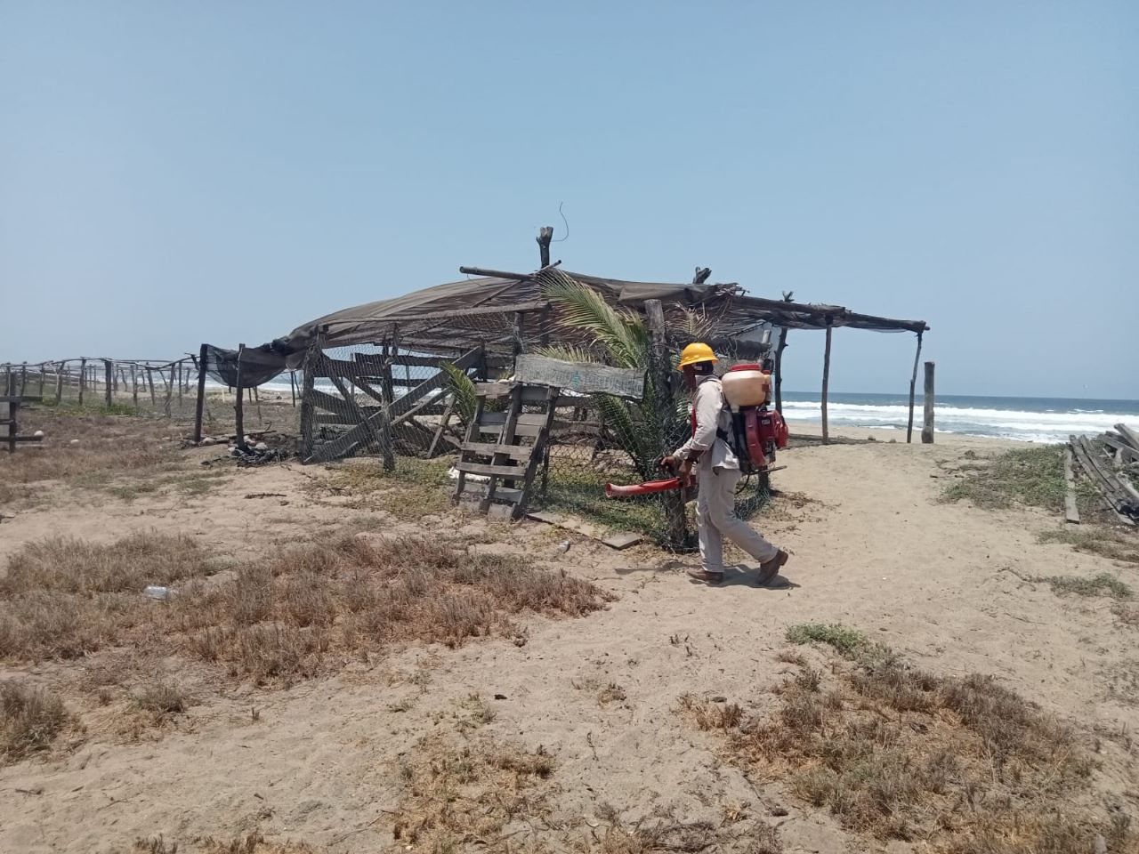 Compesca y SSM preservan y protegen el hábitat de las tortugas marinas