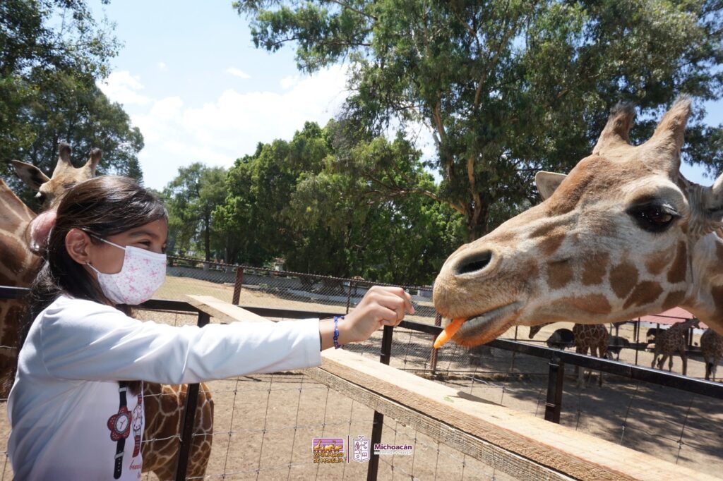 El verano se vive en el Zoo de Morelia con atractivos y experiencias educativas