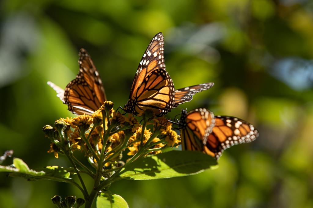 Gobierno de Michoacán se sumará al Fondo Monarca para la conservación de la biósfera: Bedolla