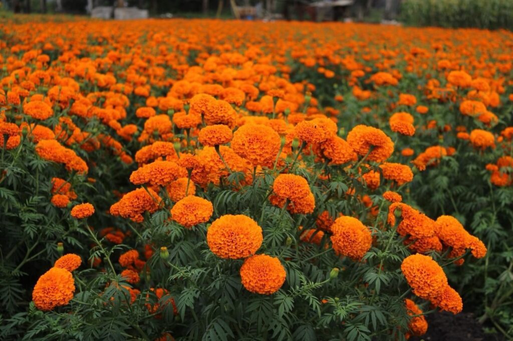 Flor de cempasúchil, símbolo vital de Noche de Muertos