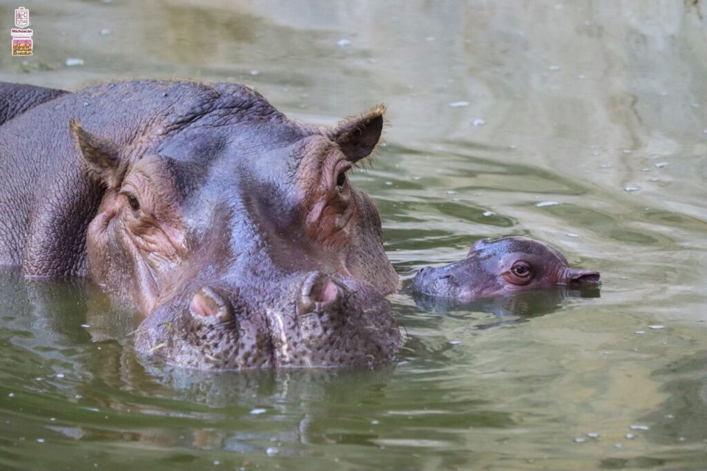 Nace hipopótamo del Nilo en el Zoo de Morelia