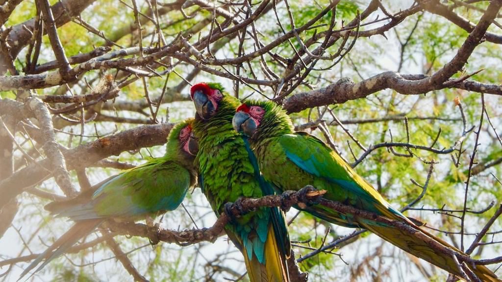 Del verde olivo al verde guacamaya; el espíritu de la conservación de un ave en peligro