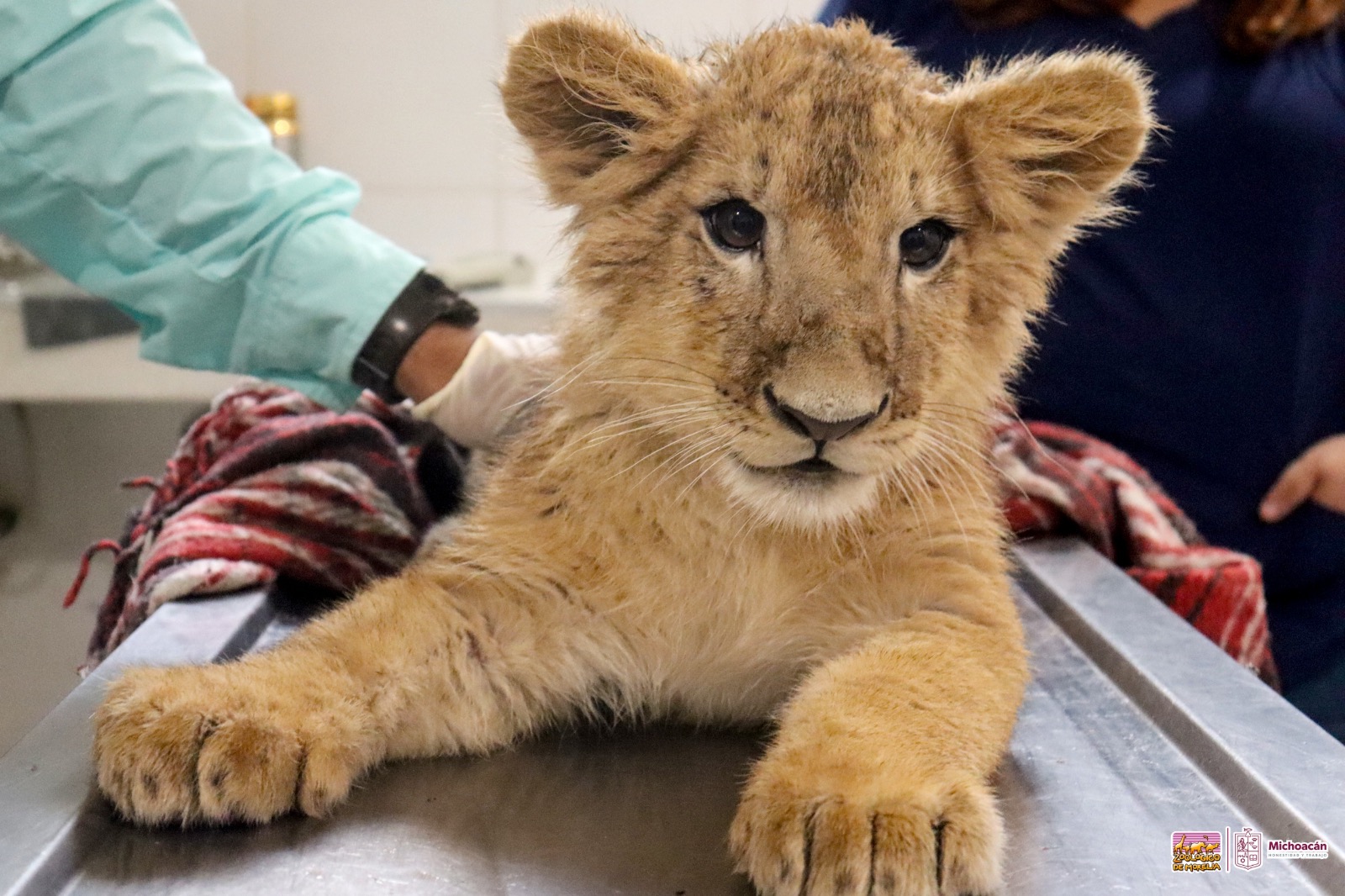 Conoce a las tiernas y salvajes crías de león y tigre en el Zoológico de Morelia