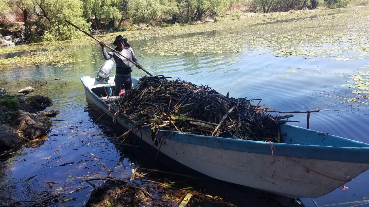 Retiran maleza acuática en la reserva ecológica de la Mintzita