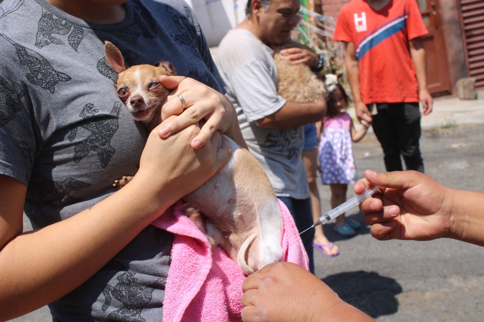 Exitosa, campaña de vacunación antirrábica para perros y gatos en Tarímbaro