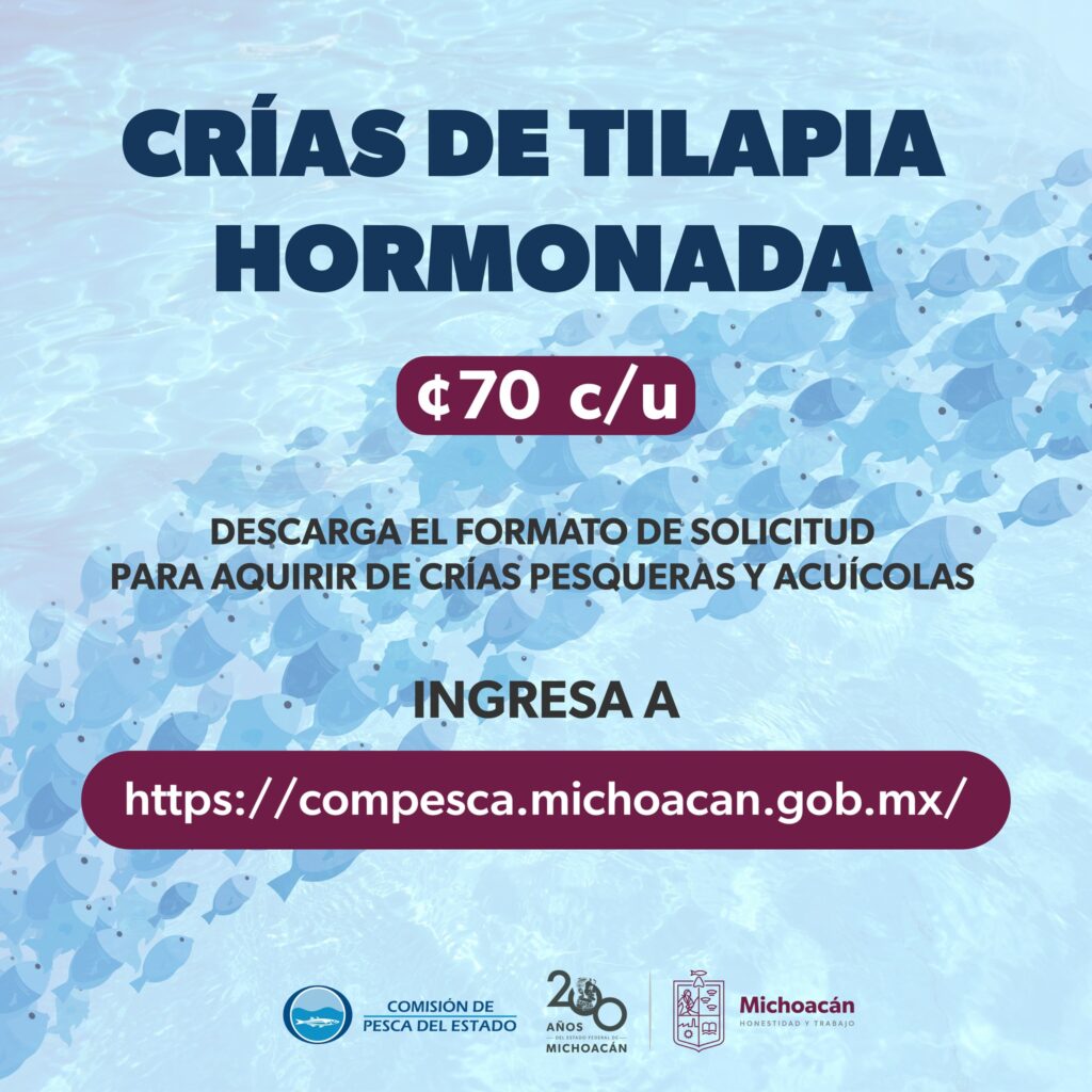 Compesca ofrece crías de tilapia a bajo costo para impulsar acuicultura