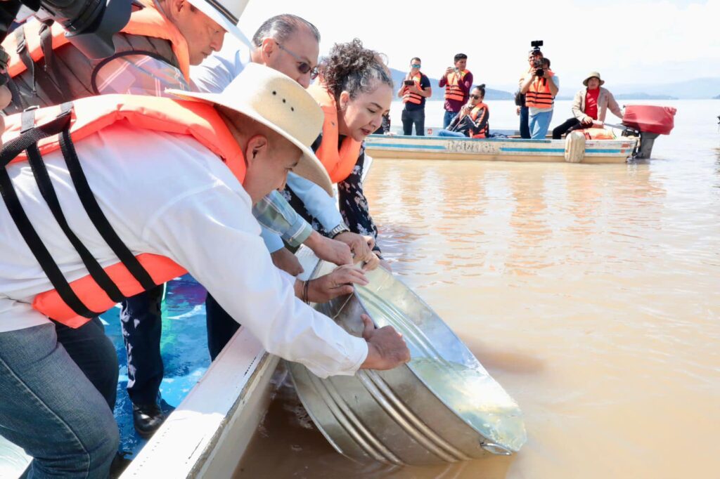 Arranca Gobierno estatal siembra de 50 mil crías de pescado blanco en el lago de Pátzcuaro