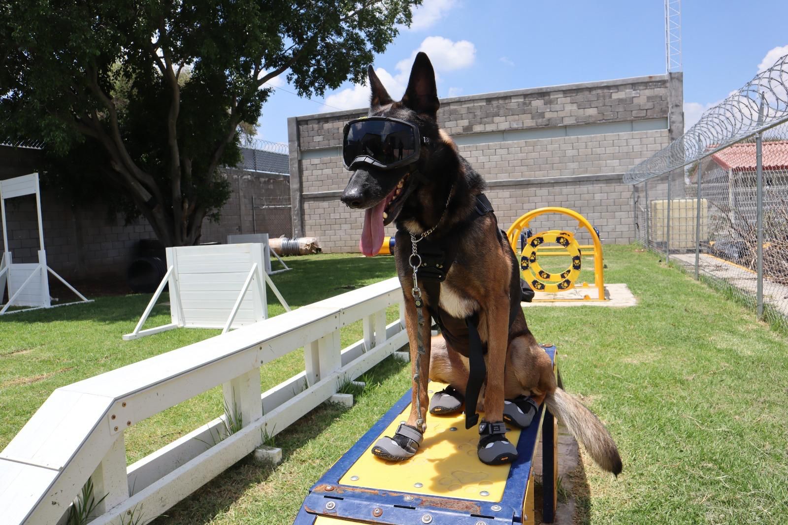 Embajada de EUA dona a SSP equipamiento médico y de adiestramiento canino