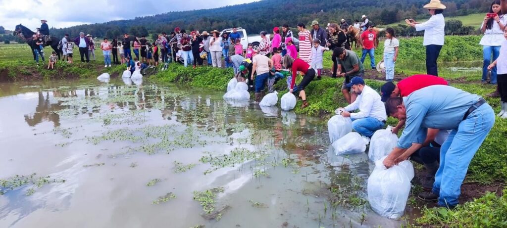 Compesca siembra 15 mil crías de tilapia en laguna de Zinciro