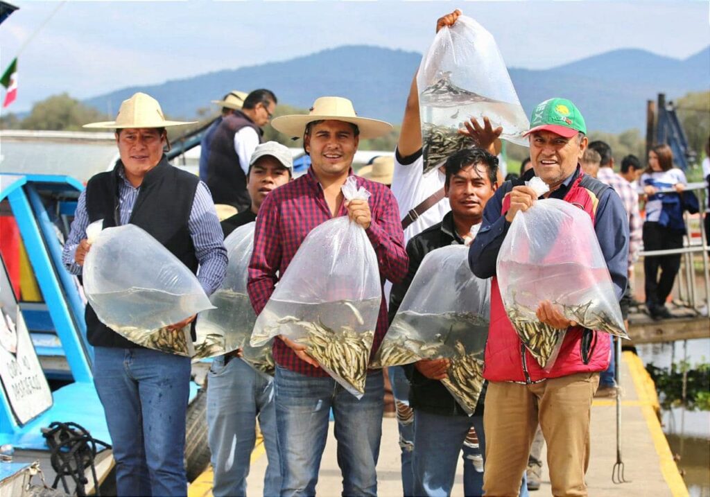 Liberan 15 mil peces acúmara en el lago de Pátzcuaro; especie en peligro de extinción.