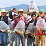 Liberan 15 mil peces acúmara en el lago de Pátzcuaro; especie en peligro de extinción.