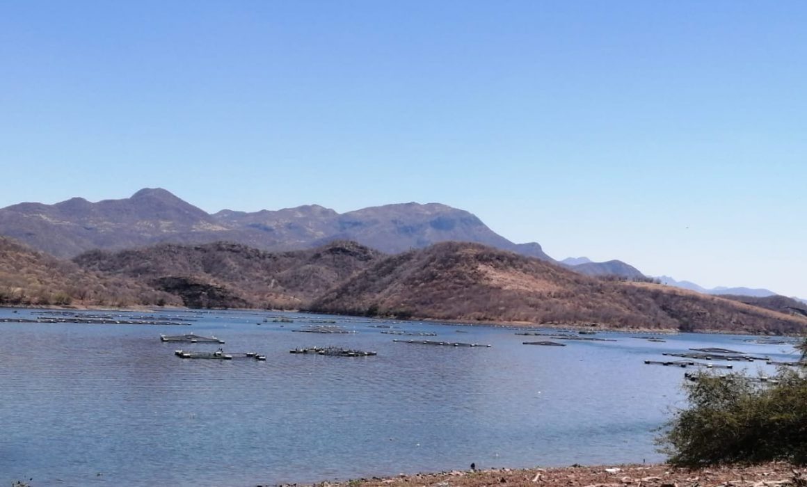 Compesca siembra 200 mil crías de tilapia en la Presa del Gallo en Tiquicheo