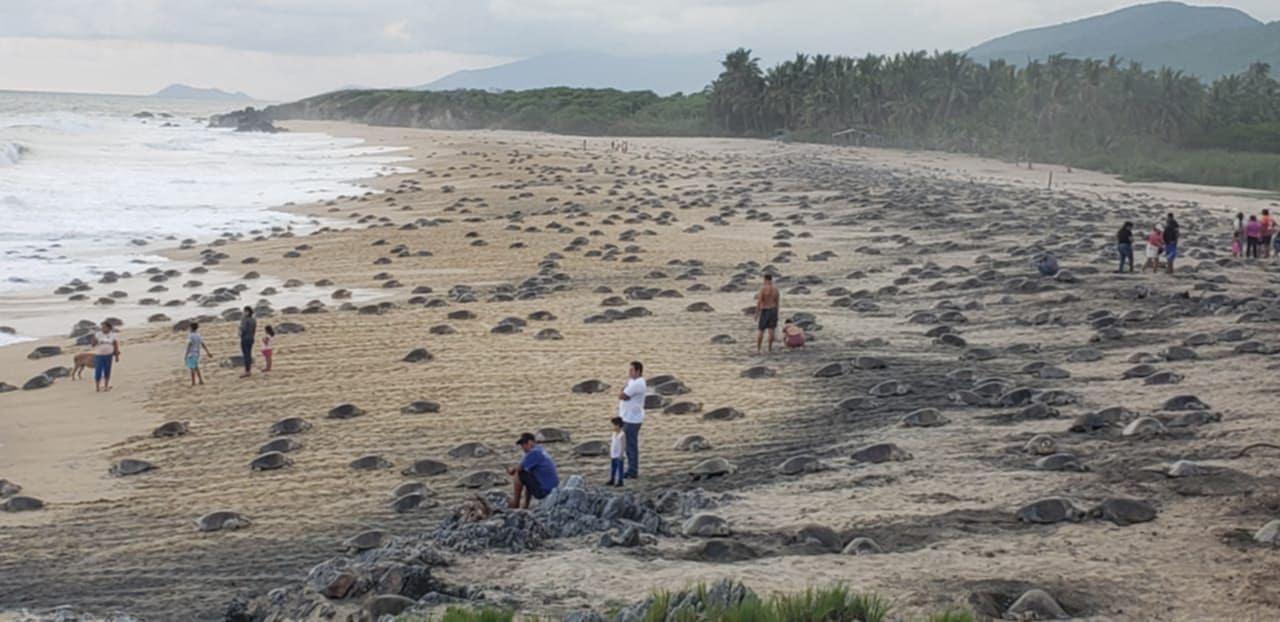 Michoacán, hogar de la tortuga marina; arranca temporada de protección y conservación
