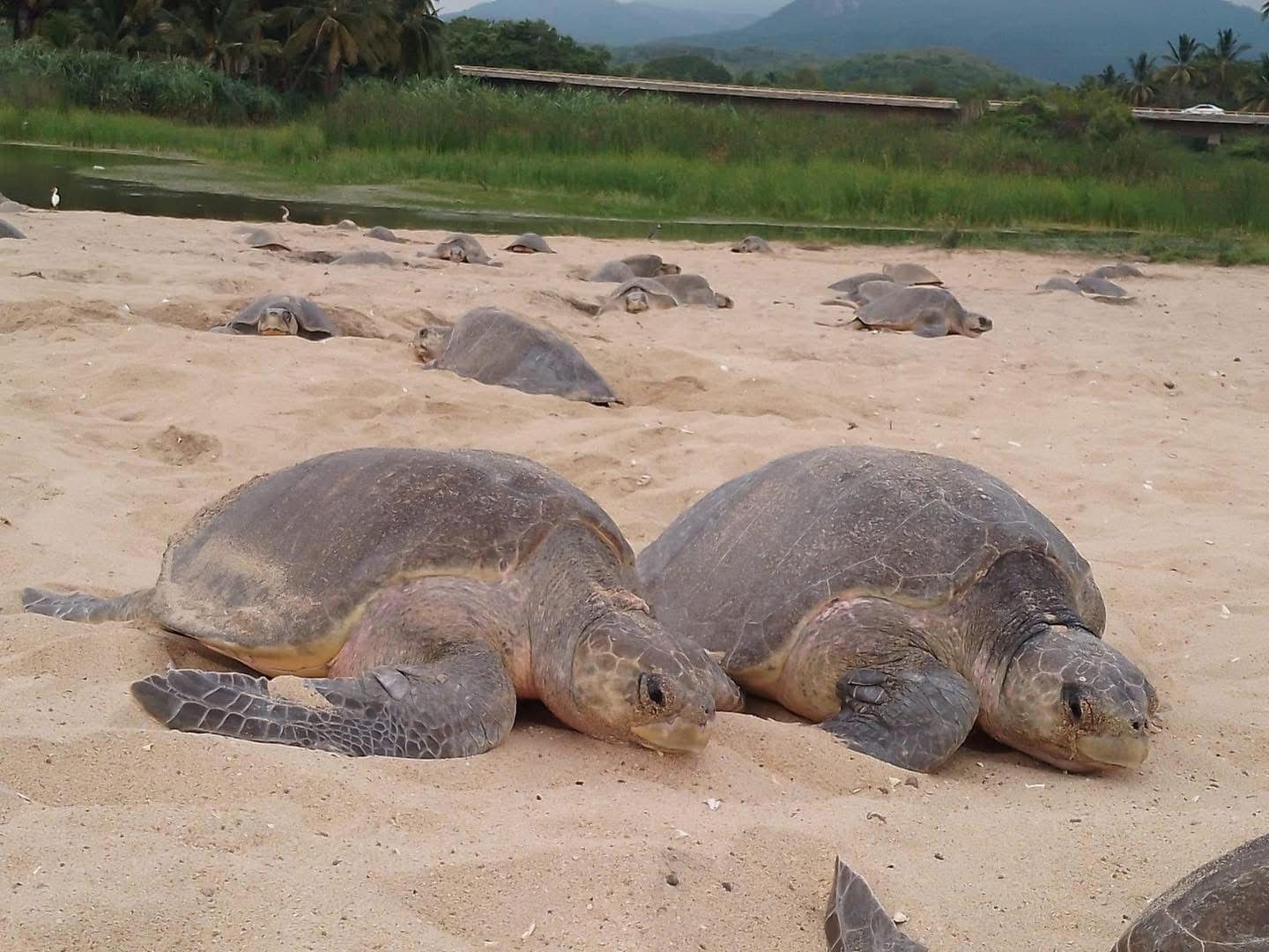 Comienzan arribazones masivas de tortugas marinas en Michoacán: Compesca
