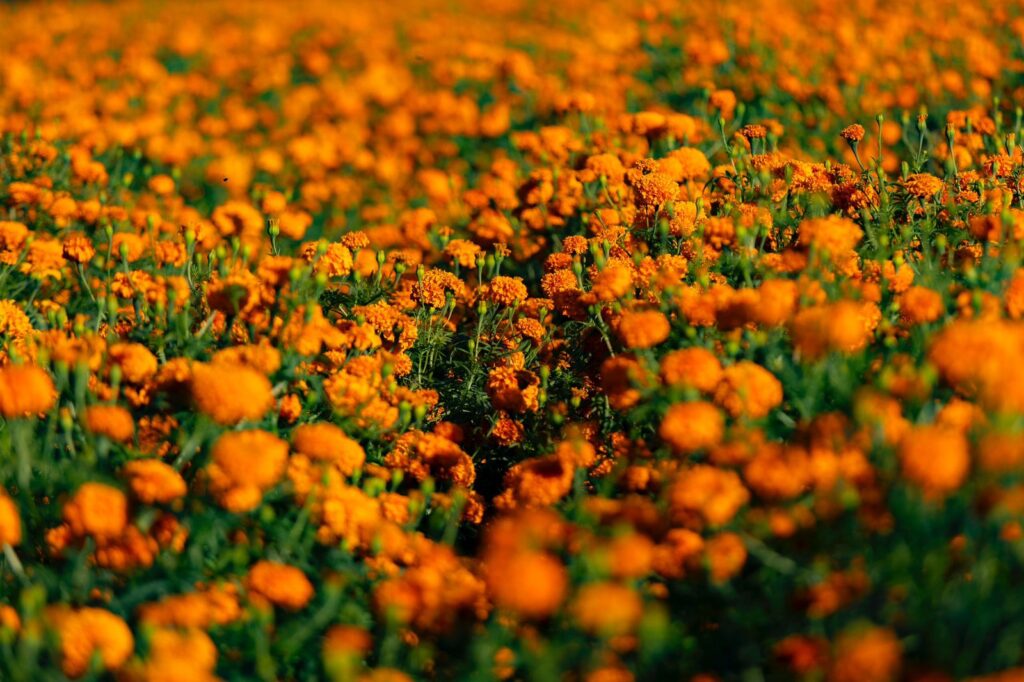 ¡Que tus flores no terminen en la basura! Haz composta con cempasúchil en 4 pasos