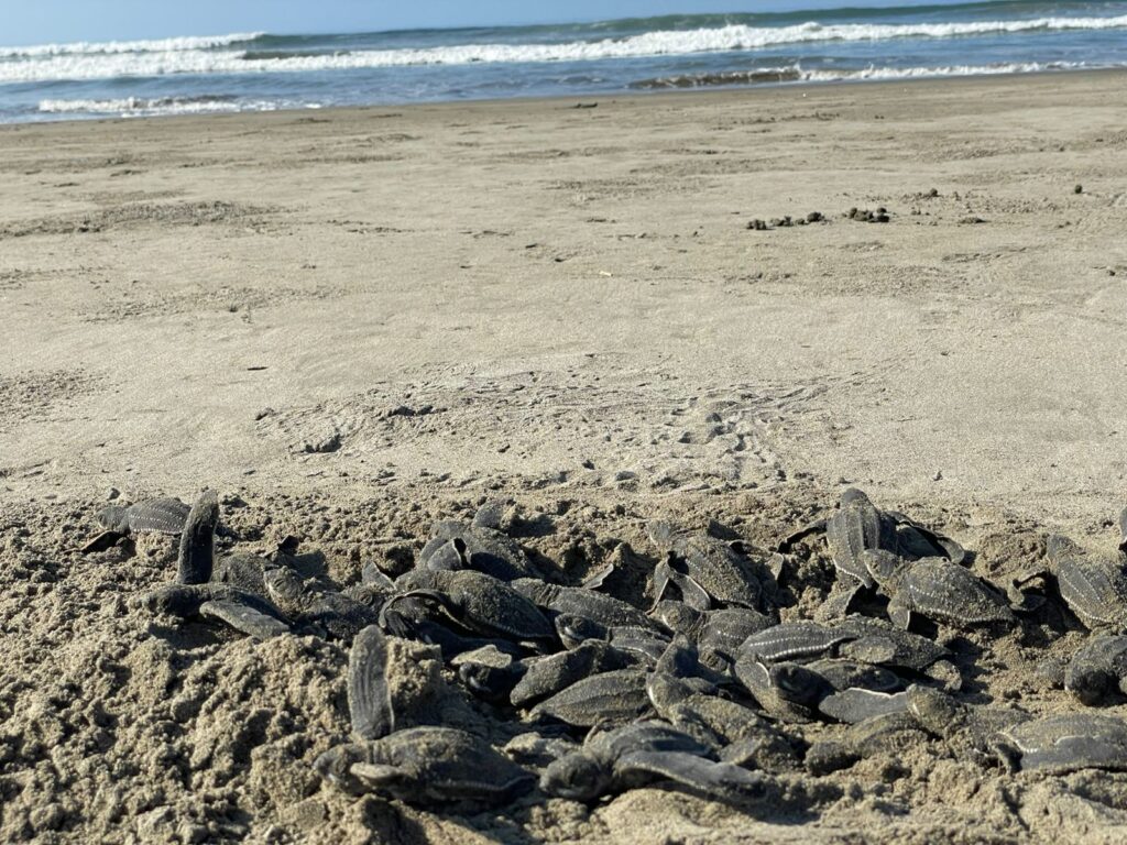 Campamentos tortugueros liberan más de 500 mil crías en un mes: Compesca