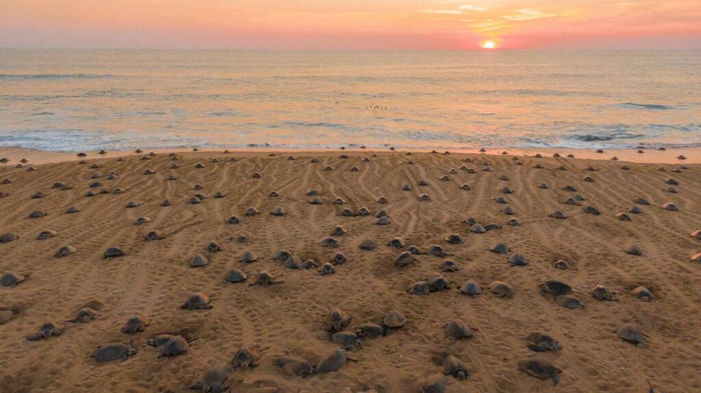 Descubre el santuario de las tortugas marinas en la Costa Michoacana y sé testigo de su nacimiento